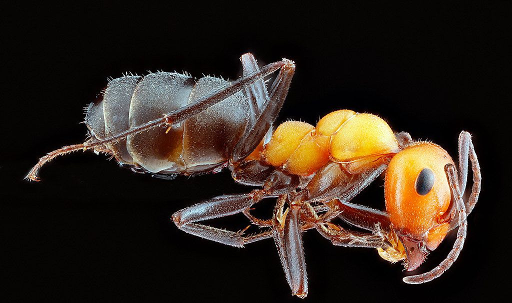 Ant Control service in Cheyenne, WY