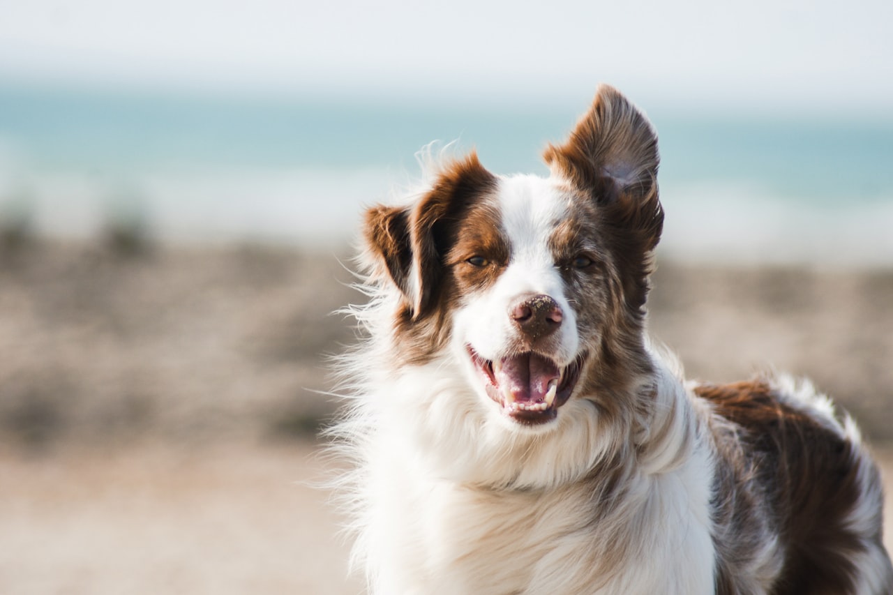 Flea & Tick Control service in Cheyenne, WY