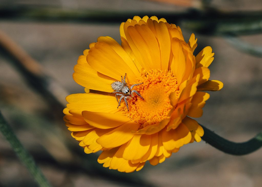 Spider Control service in Cheyenne, WY